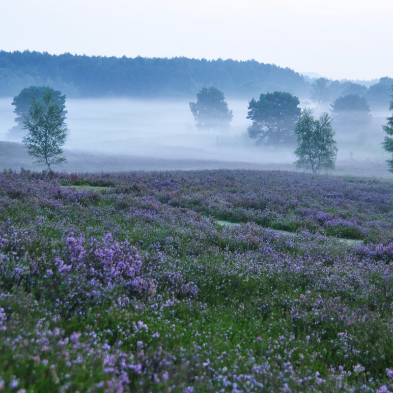 Een paarse Brunssummerheide op een mistige dag