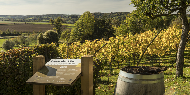 Een wijnbord van Route des Vins met uitzicht over de gele wijnranken in de herfst en de heuvels