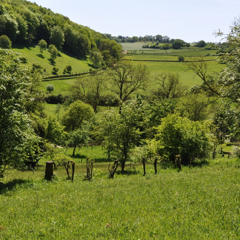 Heuvelachtige weilanden met bomen op een zomerse dag in het Gerendal