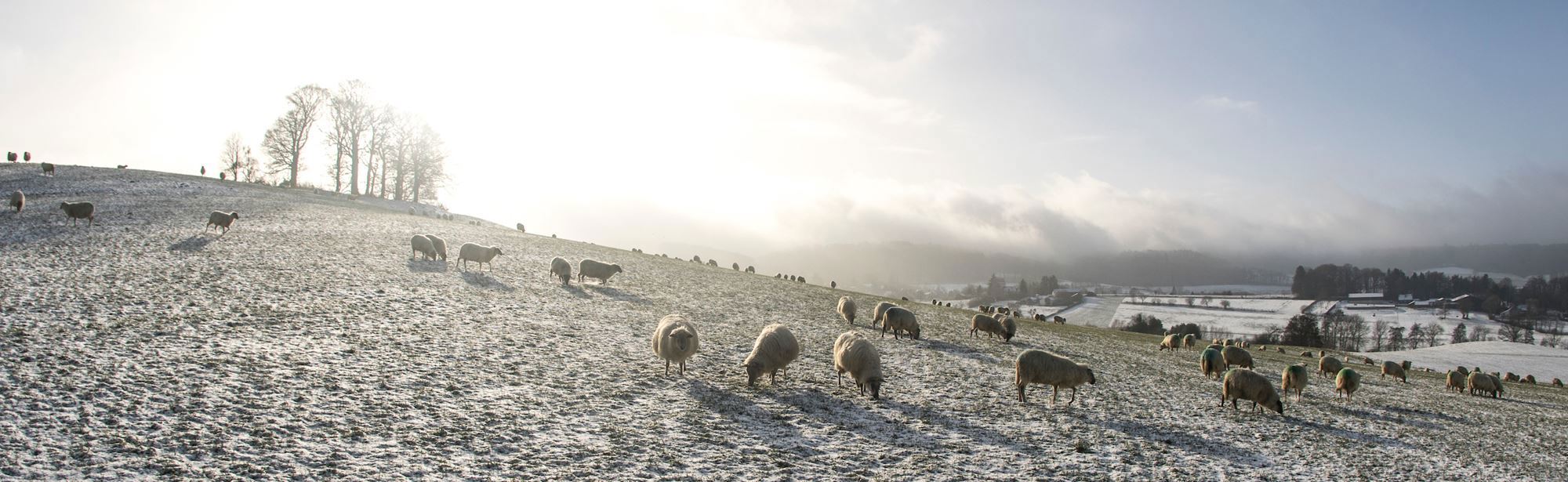 Mergellandschapen Op Besneeuwde Weide In Het Heuvelland