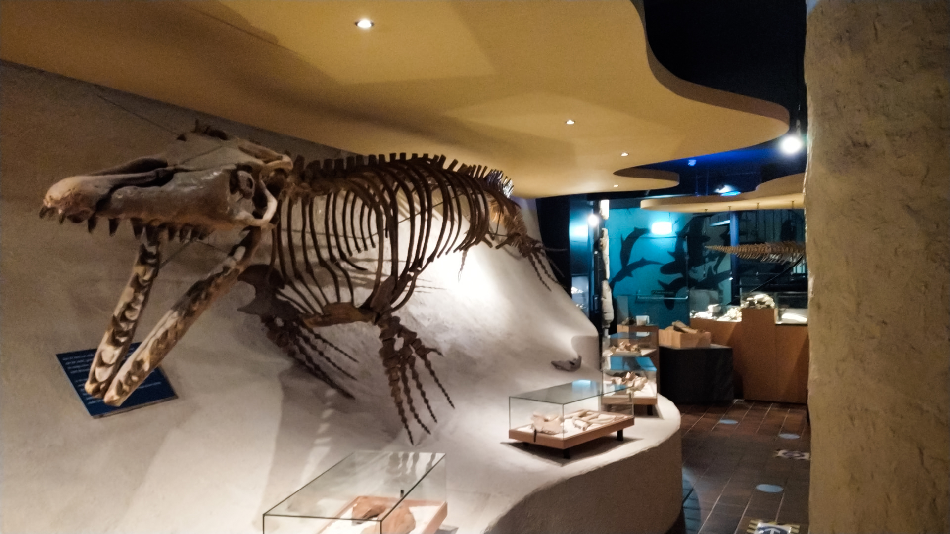 Natuurhistorisch Museum Maastricht